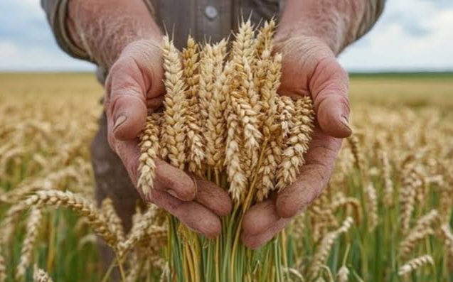 गेहूं कटाई पर कलेक्टर सख्त: स्ट्रॉ रीपर अनिवार्य, उल्लंघन पर होगी कार्रवाई
